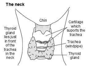 See the Thyroid Gland